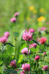 Wild meadow pink clover flower