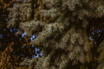 Evergreen fir branches covered with needles, close-up. A beautiful fir branch. Christmas tree in nature. Selective focus blur.