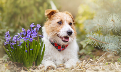 Happy cheerful friendly pet dog smiling with easter flowers in spring