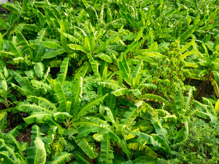 Lush Banana Crop view from Above