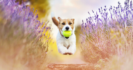 Playful happy pet dog jumping in the lavender field with a ball in summer. Puppy trick, obedience training banner.