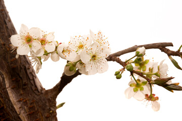 Selective focus of white flowers and buds on green plum fruit tree branch on white isolated background. Spring, renewal concept.