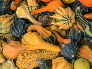 Gourds - fall colors 
