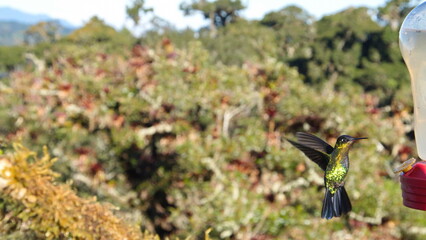 Fiery-throated hummingbird (Panterpe insignis) in flight at the high altitude Paraiso Quetzal Lodge outside of San Jose, Costa Rica
