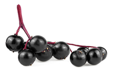 Bunch of black elderberry fruit isolated on a white background, Sambucus. Black elderberry twig.