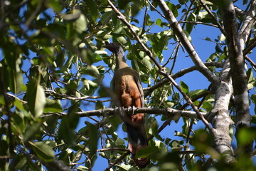 chachalaca
