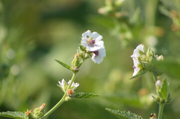 Closeup of marsh mallow in bloom with blurred plants on background