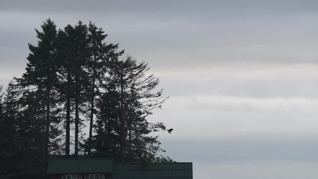 Bald eagle landing in tree in slow motion