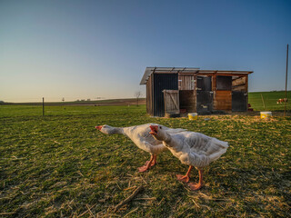  Gänse im Gehege © focus finder