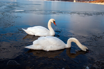 white swan paws on the ice reflecting