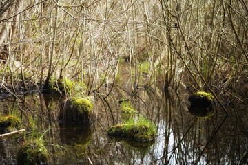 Early spring on the Biebrza marsh, young plants among buches