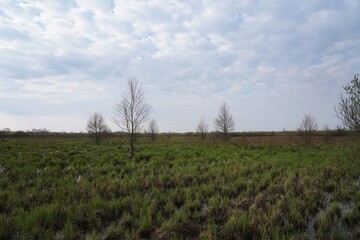 Obraz premium Fresh grass on the Biebrza marshes, April among the wetlands