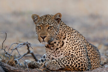 Leopard (Panthera pardus) resting in Sabi Sands Game Reserve in the Greater Kruger Region in South Africa
