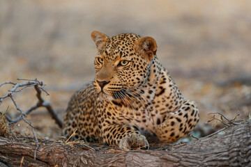 Leopard (Panthera pardus) resting in Sabi Sands Game Reserve in the Greater Kruger Region in South Africa