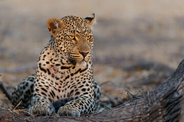 Fototapeta na wymiar Leopard (Panthera pardus) resting in Sabi Sands Game Reserve in the Greater Kruger Region in South Africa
