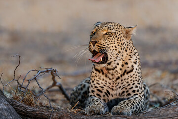 Leopard (Panthera pardus) resting in Sabi Sands Game Reserve in the Greater Kruger Region in South Africa