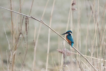 Common kingfisher, Alcedo atthis, in a reed bed.