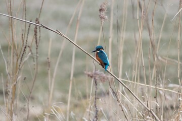 Common kingfisher, Alcedo atthis, in a reed bed.