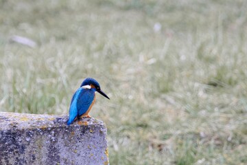 Common kingfisher, Alcedo atthis