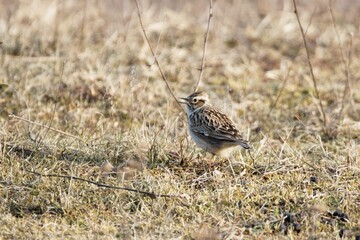 Wood lark, Lullula arborea, on a dry meadow