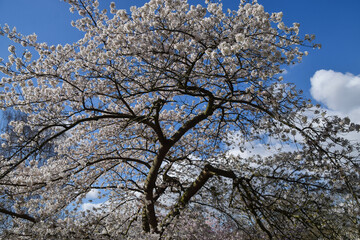 A cherry blossom tree in a park in London, UK