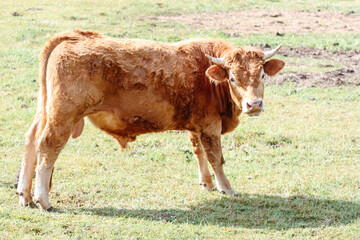 Red pied young calf bull