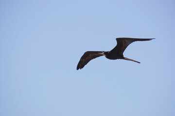 A frigate bird flying, soaring through the sky near a port