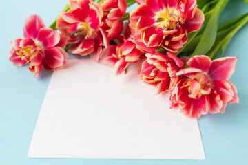 Very beautiful spring tulips on a blue paper background, close-up. Ready mokap, banner, place for inscription.