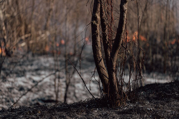 burning grass in forest and bush in sprintime, black ashes on ground, damage to nature, 