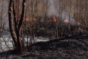 burning grass in forest and bush in sprintime, black ashes on ground, damage to nature, 