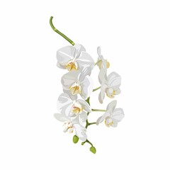 Orchid. Floral botanical flower colored. Isolated orchid illustration element on white background.