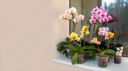 A group of colorful blooming orchids in pots on the balcony. Floriculture, house plants, hobby.