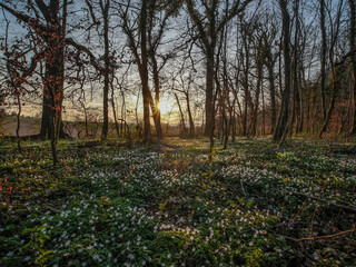 Naklejka premium Waldweg im Frühjahr