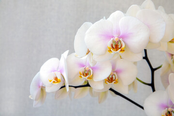 Blooming white orchid on a light background with copy space. Floriculture, house plants, hobby.