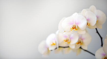 Blooming white orchid on a light background with copy space. Floriculture, house plants, hobby.