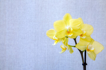 Blooming yellow orchid on a light background with copy space. Floriculture, house plants, hobby.