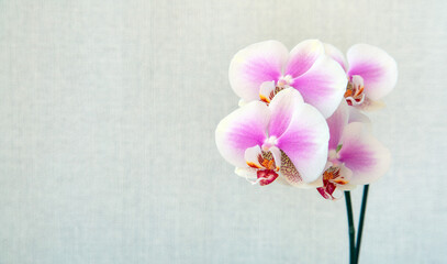 Blooming pink orchid on a light background with copy space. Floriculture, house plants, hobby.