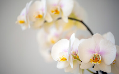 Naklejka na ściany i meble Blooming white orchid on a light background with copy space. Floriculture, house plants, hobby.