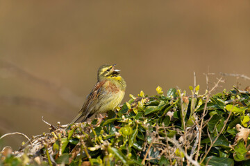 Cirl bunitng, Emberiza cirlus,