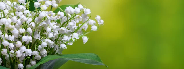 Foto auf Alu-Dibond Lily of the valley (Convallaria majalis), blooming spring flowers, closeup with space for text © rustamank
