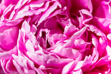 Huge peony flower (copy space). Close-up.