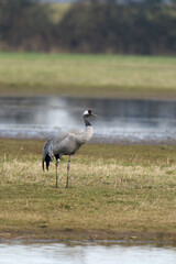 Obraz na płótnie Canvas Common or European crane, Grus grus