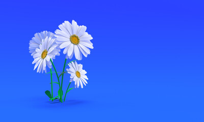 Daisy flowers on blue background 3d rendering