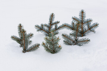 Small Christmas trees stick out of the snow in winter.