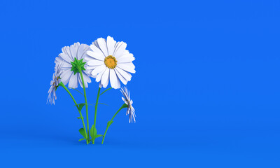 Daisy flowers on blue background 3d rendering