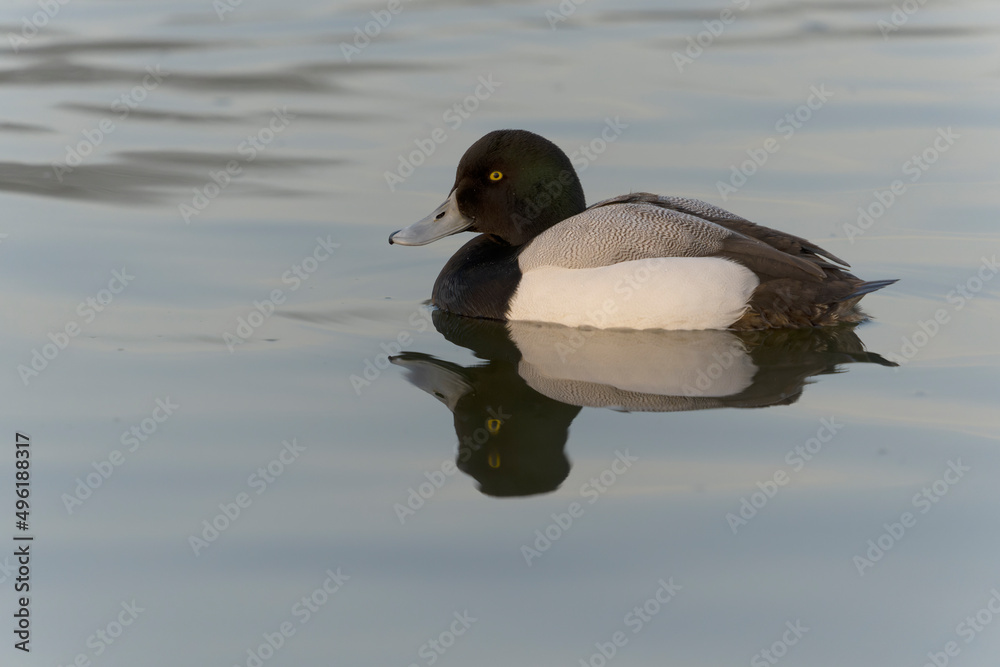 Wall mural Greater scaup, Aythya marila