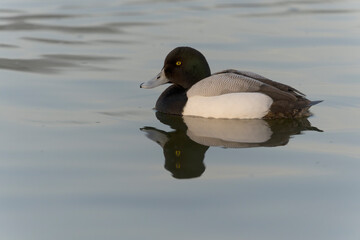 Greater scaup, Aythya marila