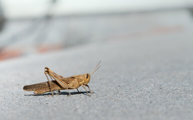 grasshopper on cement paver