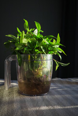 Sprouts and shoots with the roots of a domestic plant in a transparent pot with a handle in the sunlight on the table.