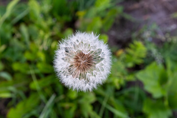 A fluffy dandelion on a blurred grass background, top view. A single dandelion on the bon for publication, poster, calendar, screensaver, card, banner, cover, website. A place for your design or text